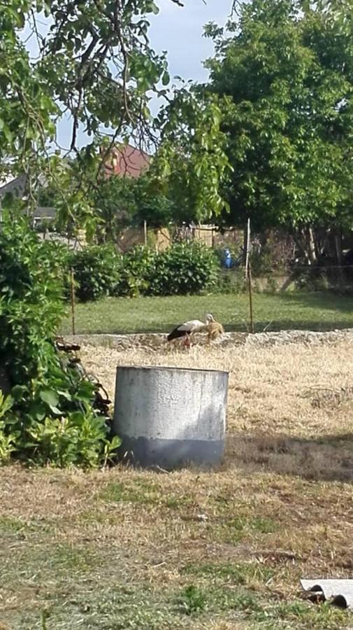 Kupai Apartman Tiszaujvaros Exterior foto
